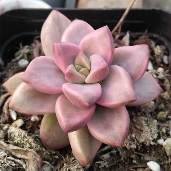 Graptosedum Bronze Hime Variegata