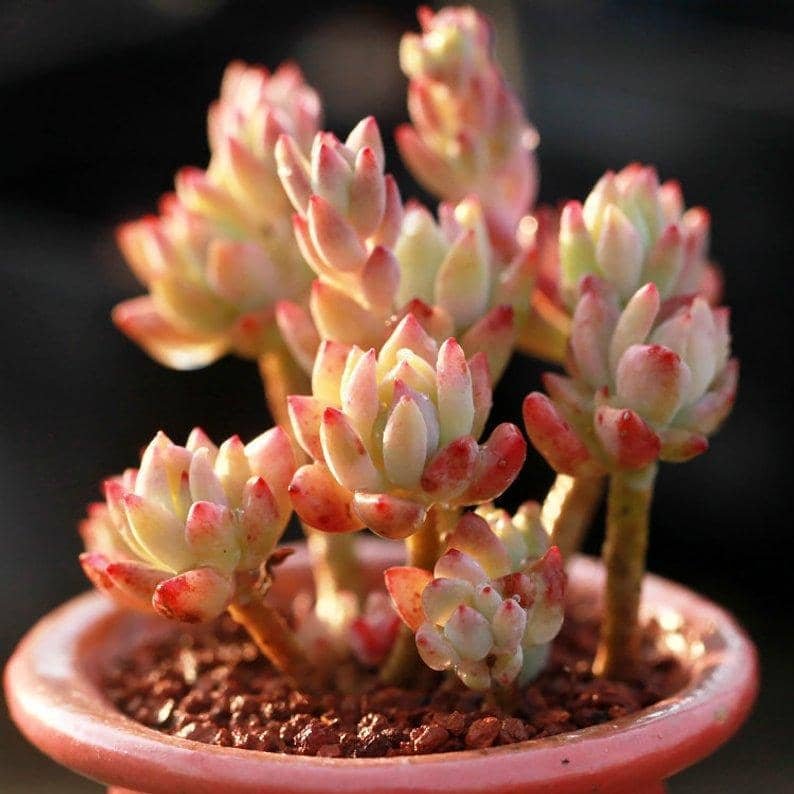 Graptosedum Little Beauty
