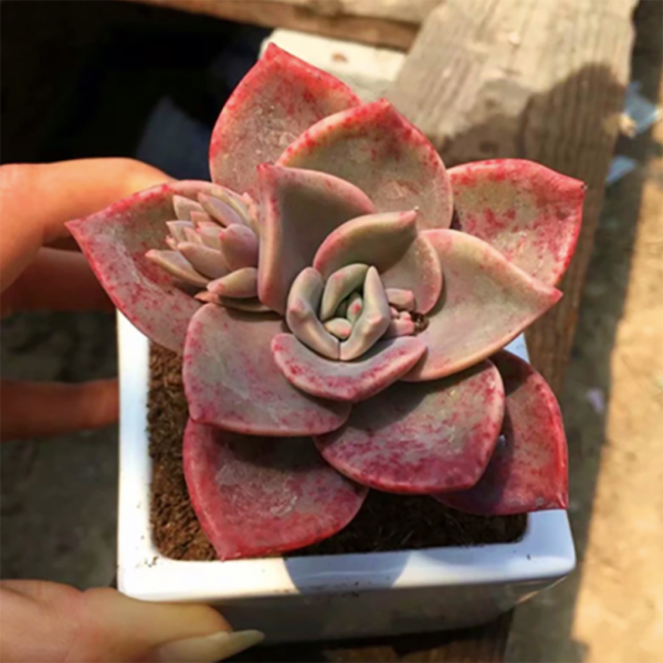 Graptoveria Albert Baynes