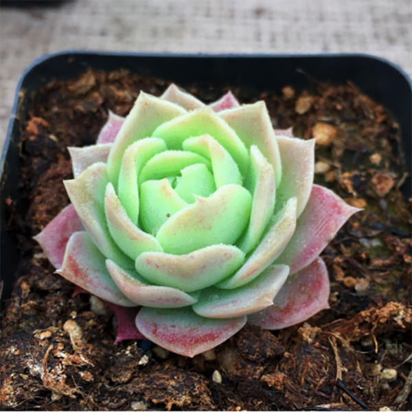 Graptoveria Jade??ta