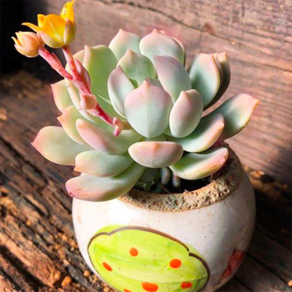Graptoveria A Grim One