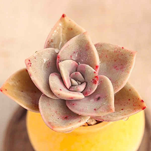 Graptoveria Bainesii