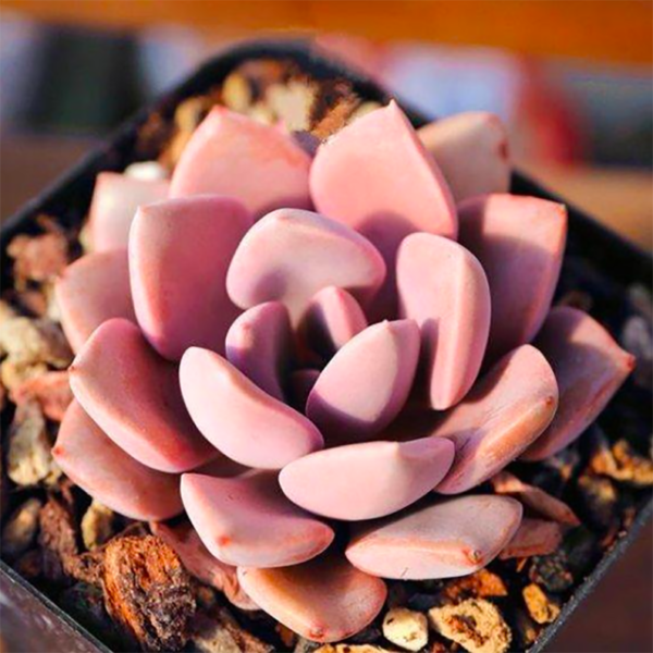 Graptoveria 'Debbi'