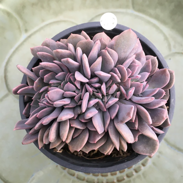 Graptoveria Debbi Cristata