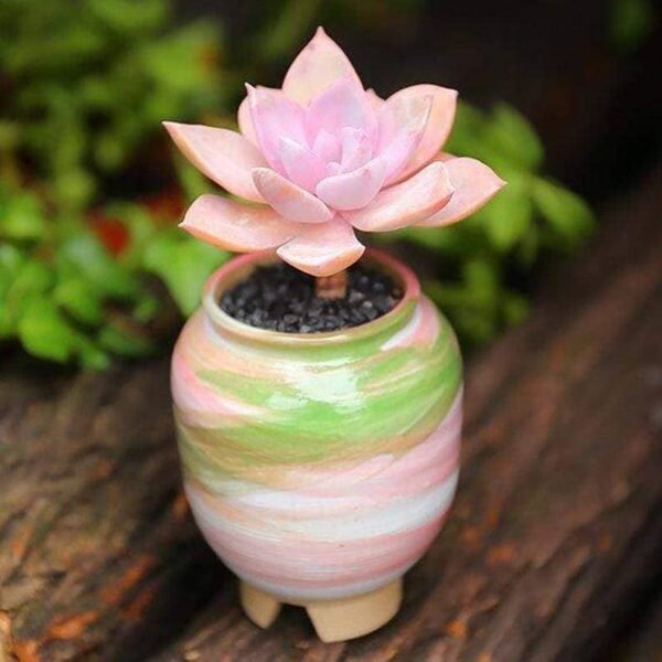 Graptoveria 'Douglas Huth'