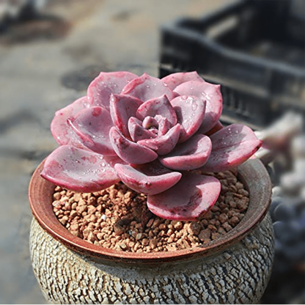 Graptoveria 'Mrs Richards' / Graptoveria 'Gypsy'