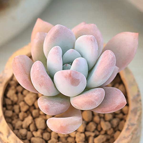 Graptoveria 'Opalina'