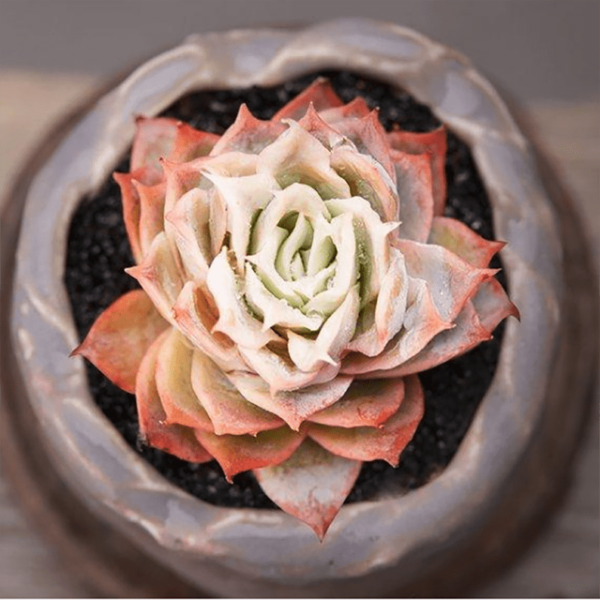 Graptoveria Rose Queen