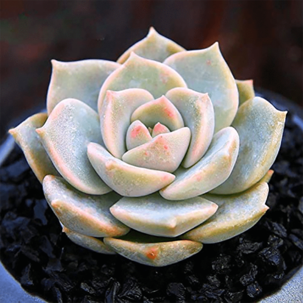 Graptoveria Titubans