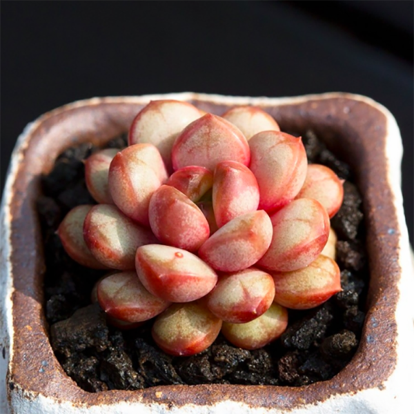 Graptoveria amethorum