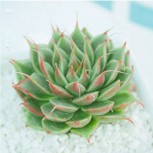 Graptoveria cv. Silver Star
