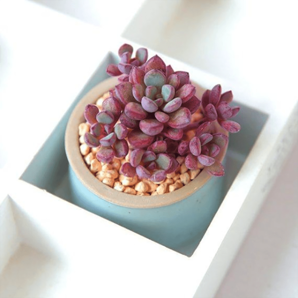 Graptoveria cv Purple Dream