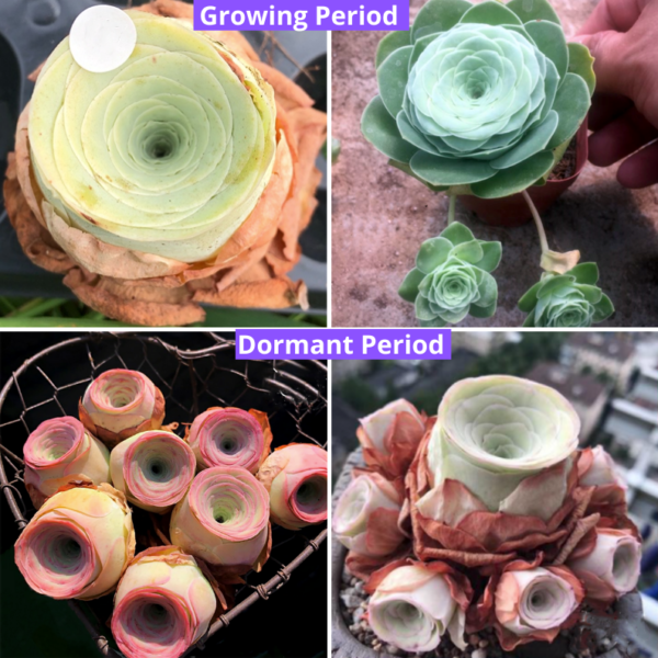 Greenovia Beauty Succulent/ Picturesque Rose Succulent - Image 3