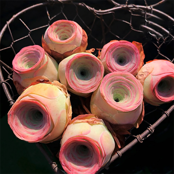 Greenovia Beauty Succulent/ Picturesque Rose Succulent
