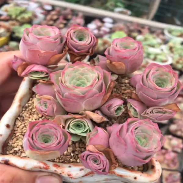 Greenovia Little Jade