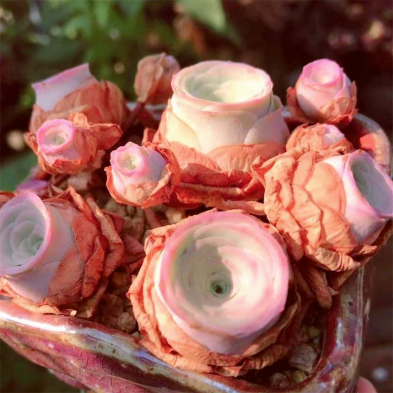 Greenovia Little Love Letters