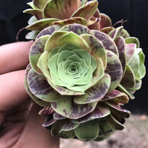 Greenovia - Little enchantress