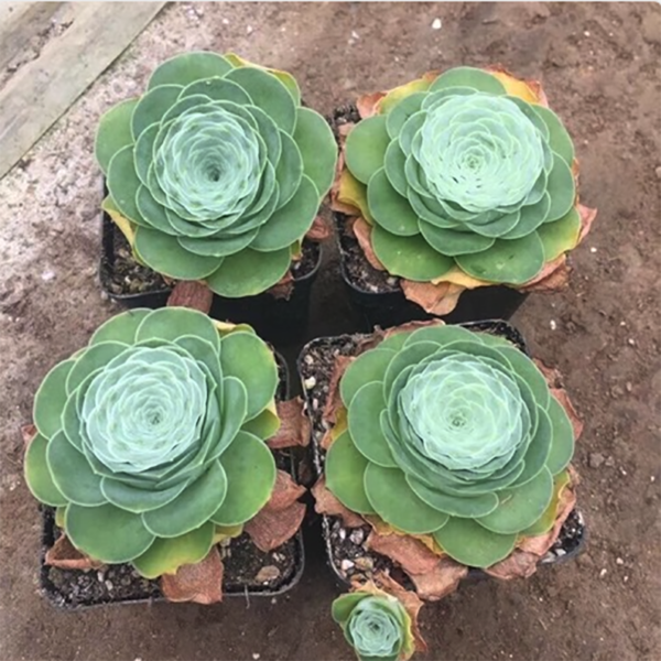 Greenovia Moonlight