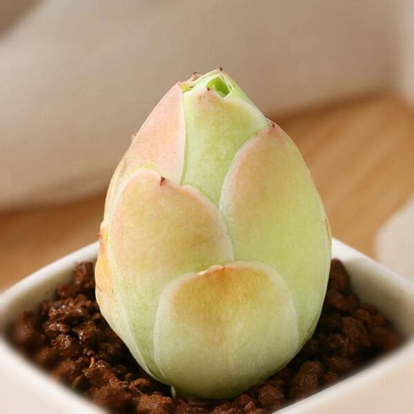 Greenovia Aurea Ex El Hierro - Peach