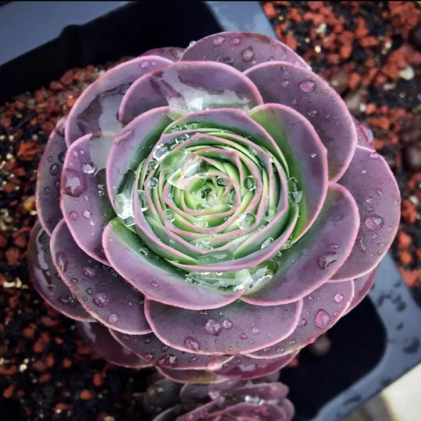 Greenovia Aurea 'Purple Rose Succulent'