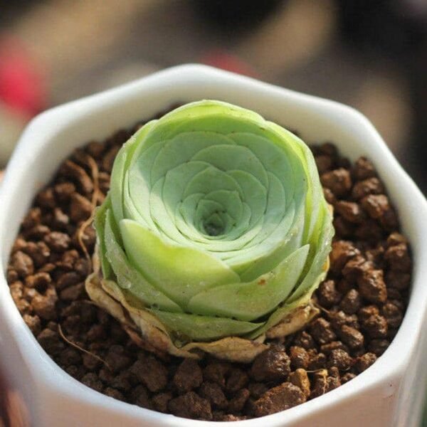 Greenovia Diplocycla Gomera 'Green Rose Succulent'