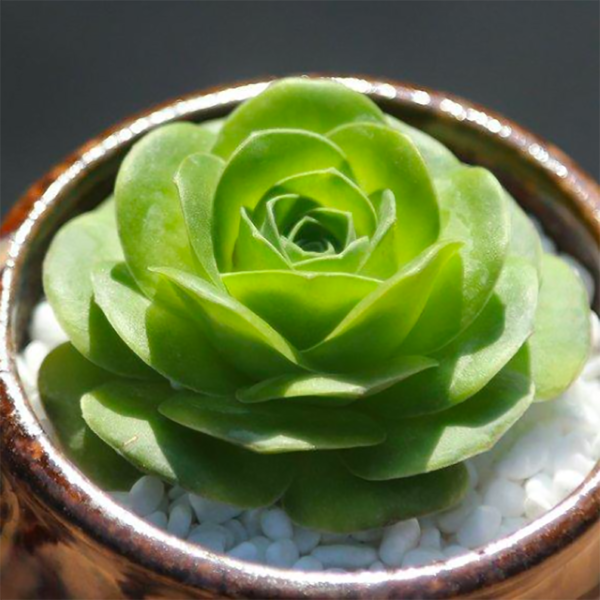 Greenovia Diplocycla var.Gigantea