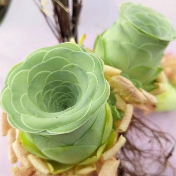 Greenovia Dodrantalis