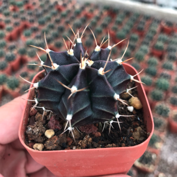 mammillaria hahniana werderm Mammillaria hahniana  Kyle's Plants