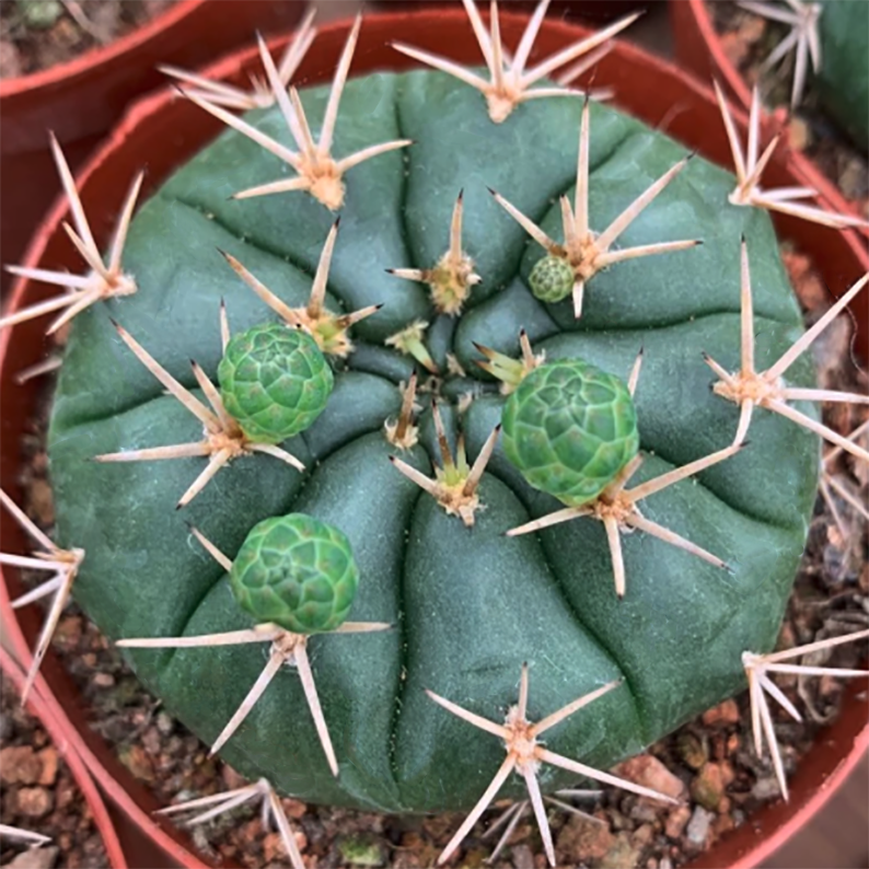 Gymnocalycium Eurypleurum