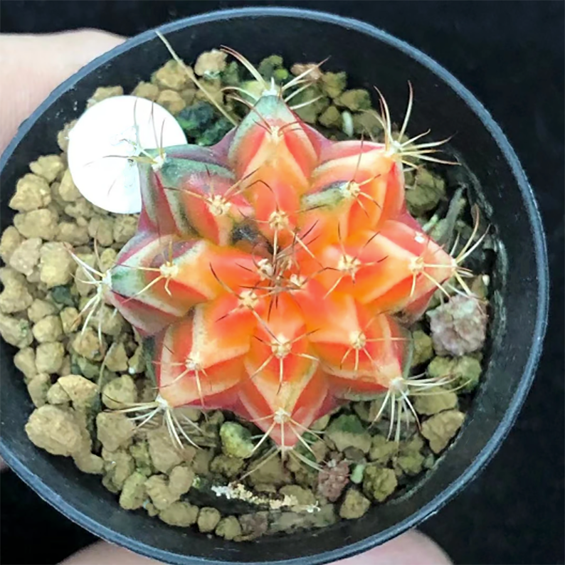 Gymnocalycium Mihanovichii Var. Friedrichii Werderm