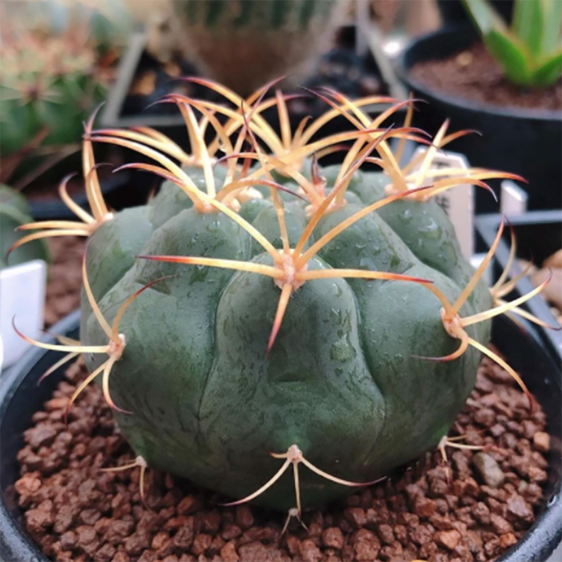 Gymnocalycium Pflanzii