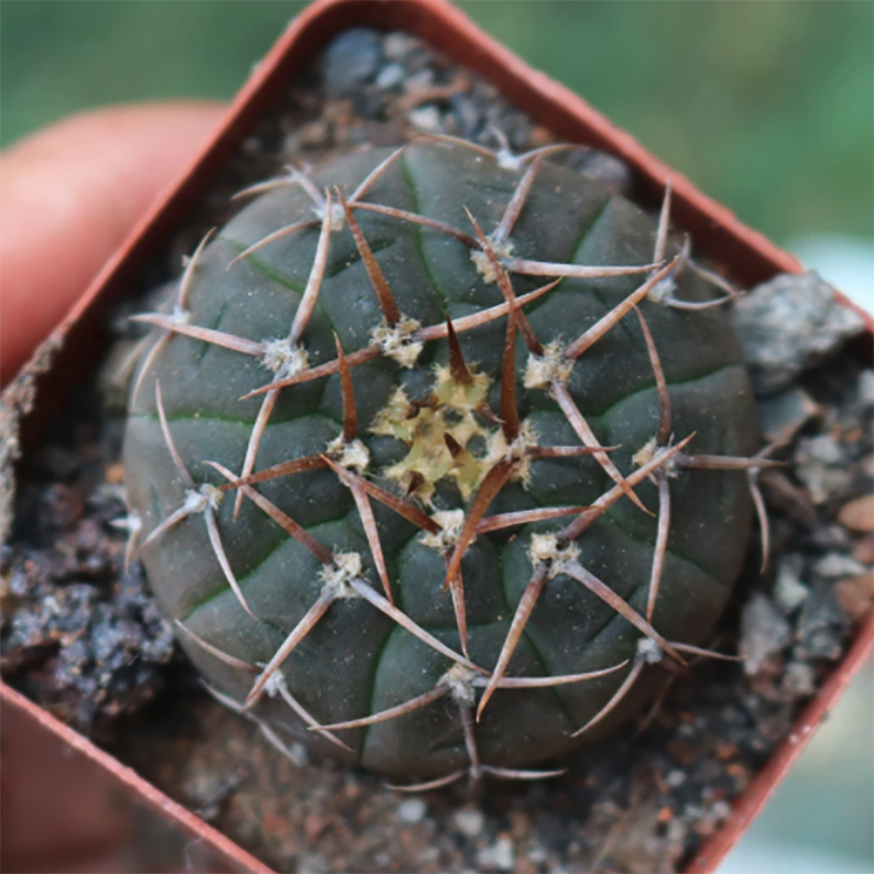 Gymnocalycium Riojense