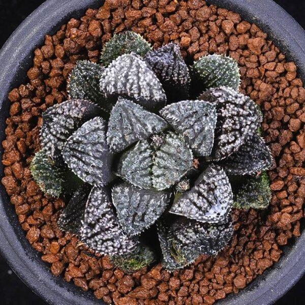Haworthia Blue Diamond