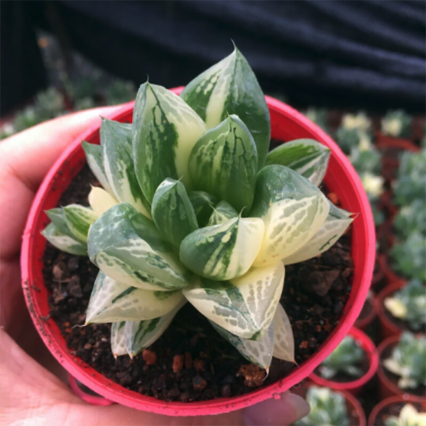 Haworthia Cuspidata Variegata