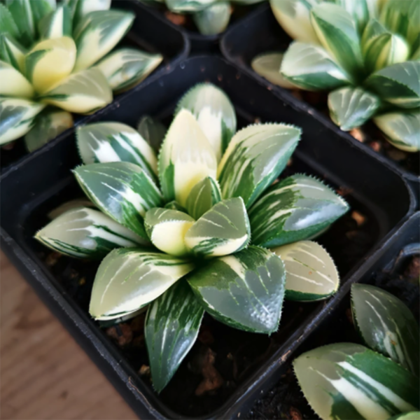 Haworthia Heidelbergensis Variegated