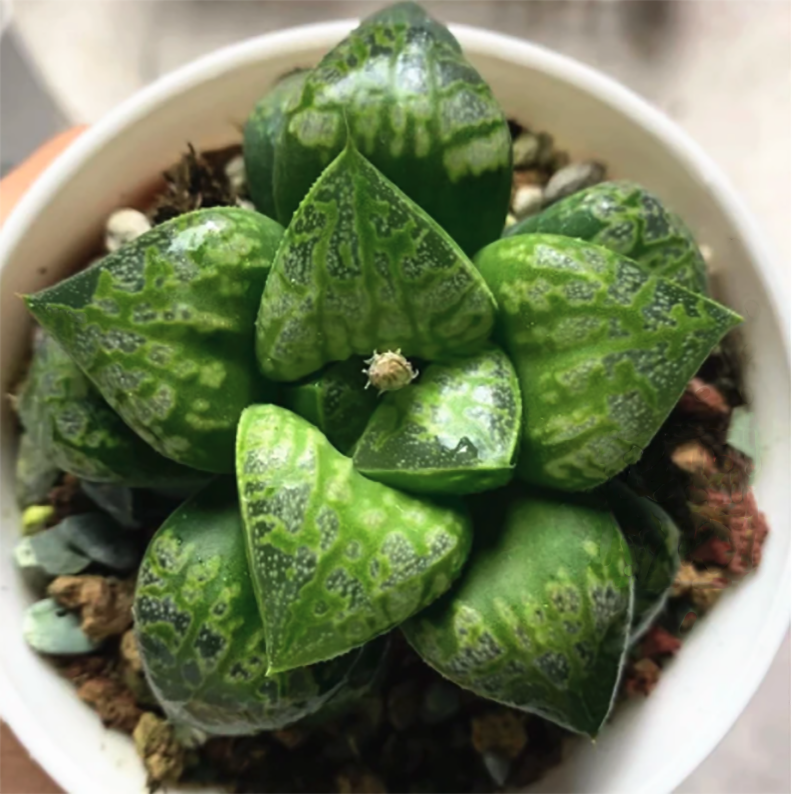 Haworthia Kamen Butokai