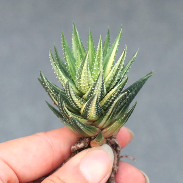 Haworthia Koteki Nishiki