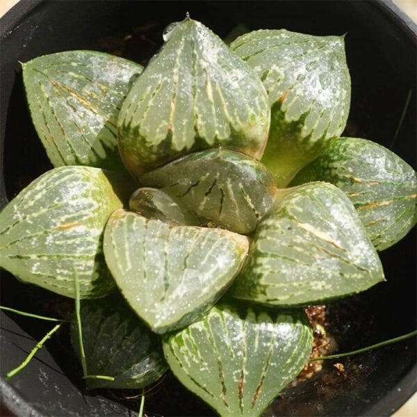 Haworthia Silver Turtle