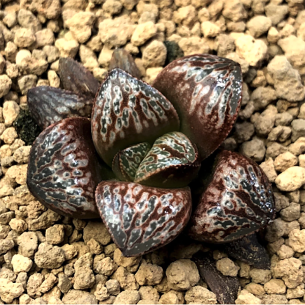 Haworthia Splendens Inca Rose - Top Succulents at Unbeatable Prices