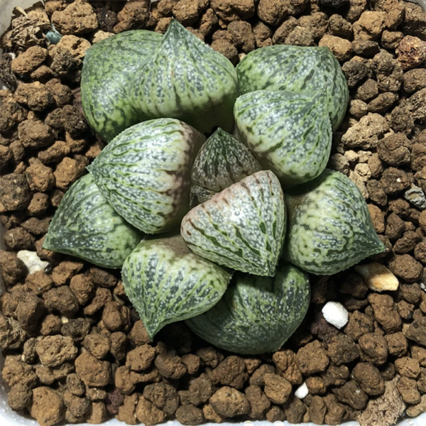 Haworthia Togengou