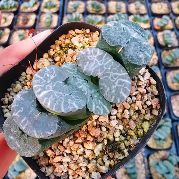 Haworthia Truncata Onawa