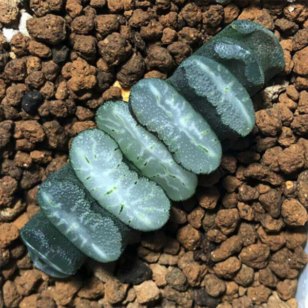 Haworthia Truncata Seiryu