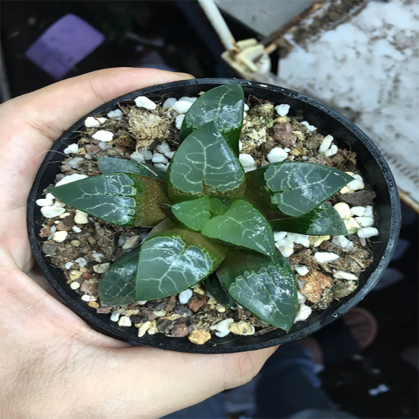 Haworthia Aoki