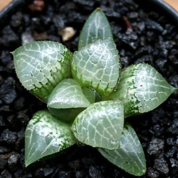 Haworthia Glass Compto