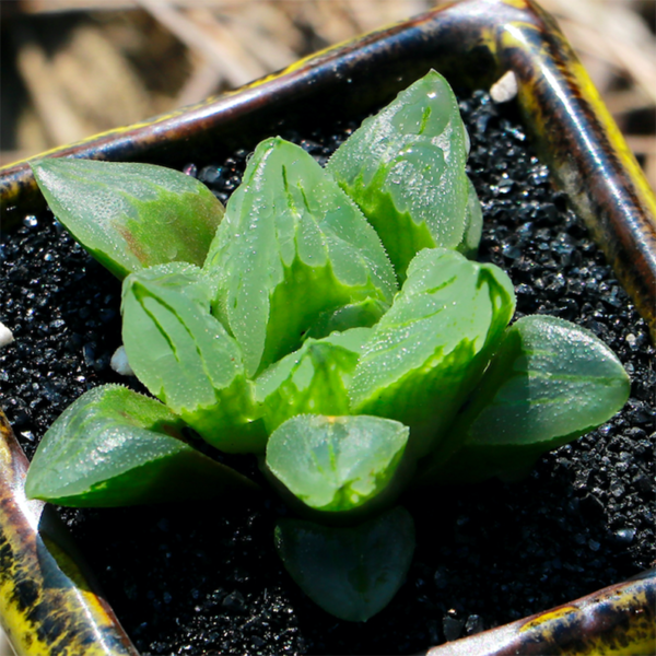 Haworthia Ice City
