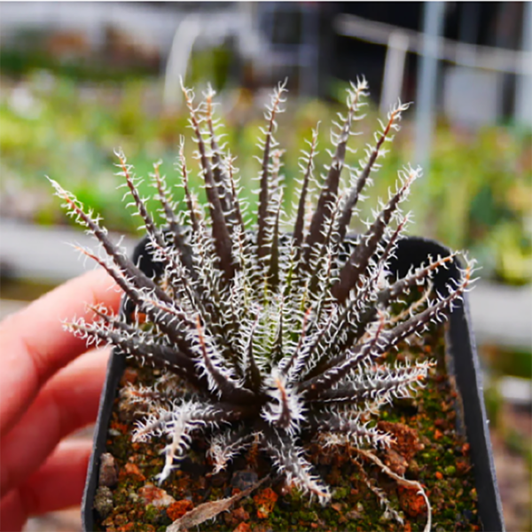 Haworthia Kujaku
