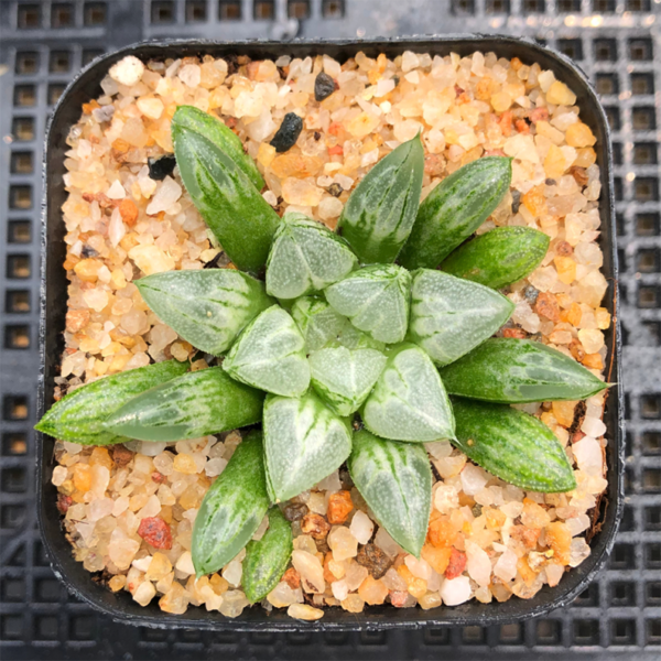 Haworthia Love Hearts