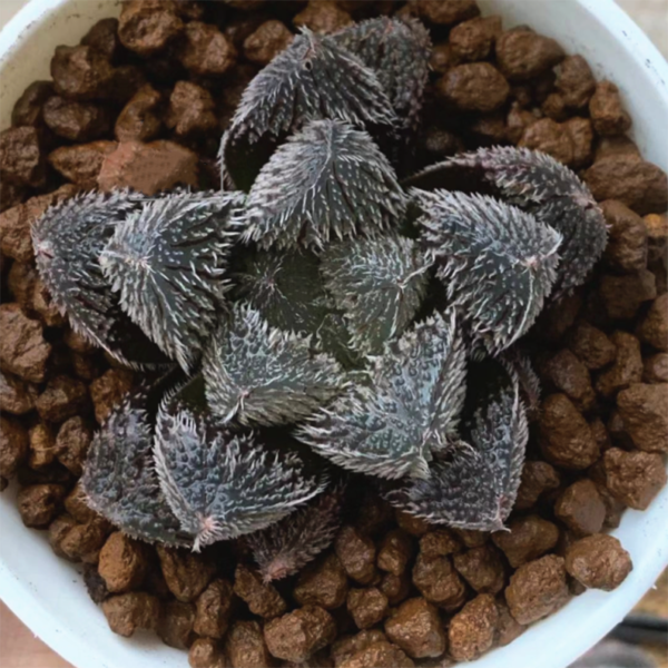 Haworthia Lycosa