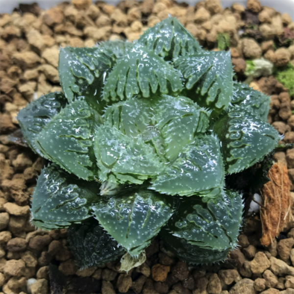 Haworthia 'Magic Thorn'
