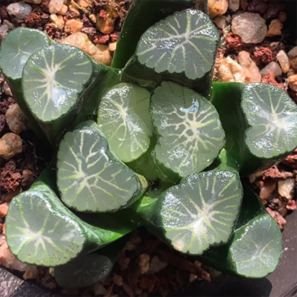 Haworthia maughanii INAZUMA
